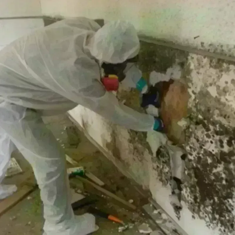 Mold Remediation and Removal in Reidsville, NC